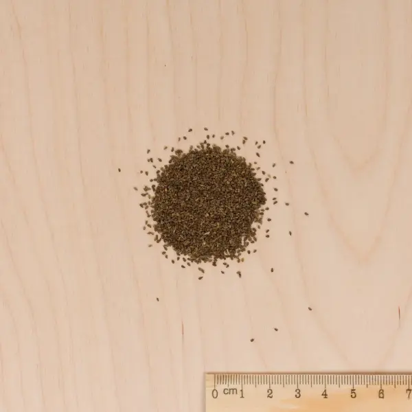 Fleurs - Clarkia Variée - MEDIA_3D